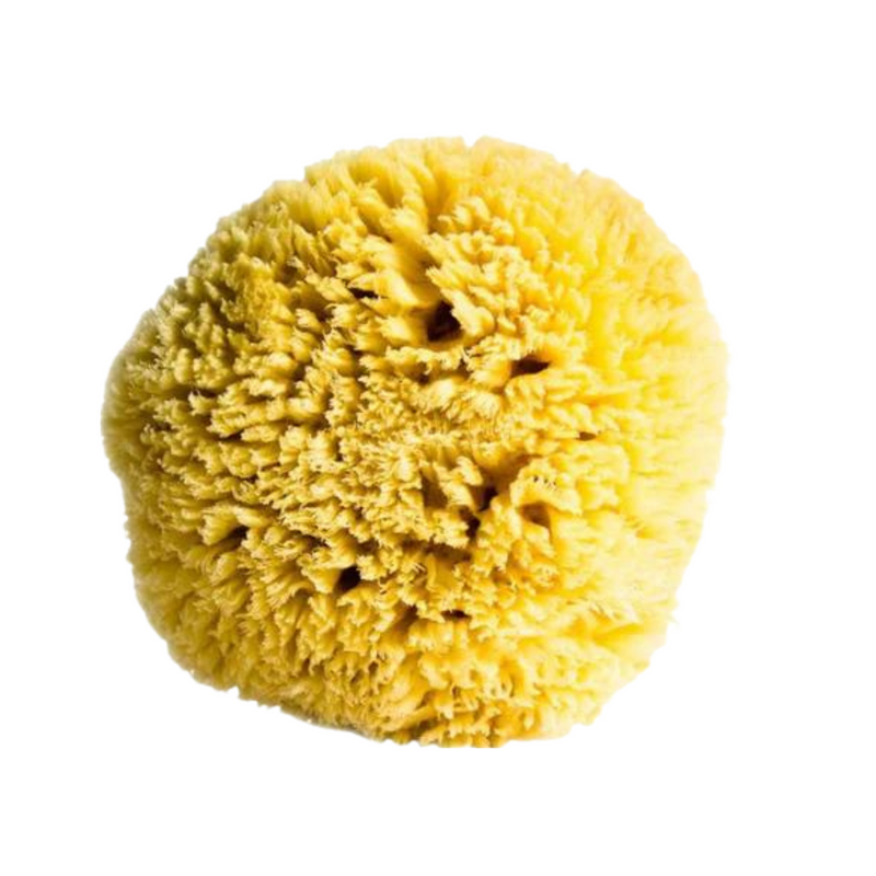 Barefoot Venus All Natural Sea Premium Sponge - Medium Size