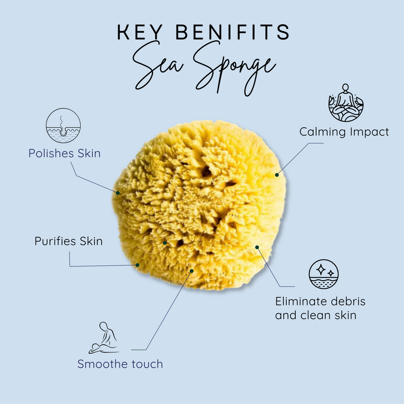 Barefoot Venus All Natural Sea Premium Sponge - Medium Size