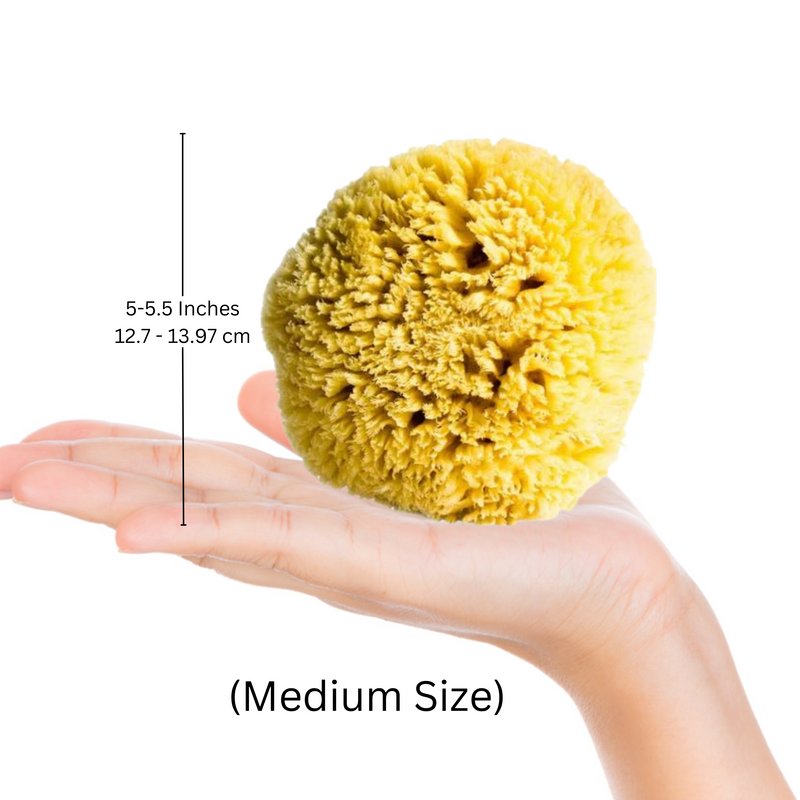 Barefoot Venus All Natural Sea Premium Sponge - Medium Size