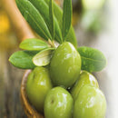 Fruits & Passion Cucina Coriander and Olive Tree Decorative Diffuser Fragrance Refill 4.2 Ounces